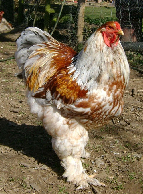 Trại gà khổng lồ Brahma (gà kỳ lân) thuần chủng – Vua của các loại gà cảnh đẹp được ưa chuộng nhất 2020.