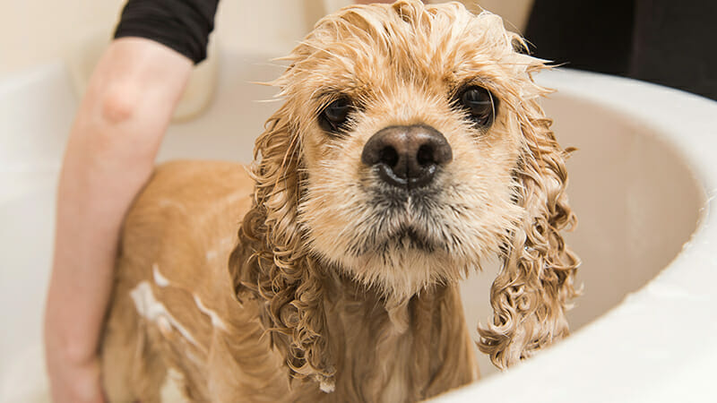 How to Bathe Your Dog Like a Professional Groomer - Lucky Dog Bark & Brew