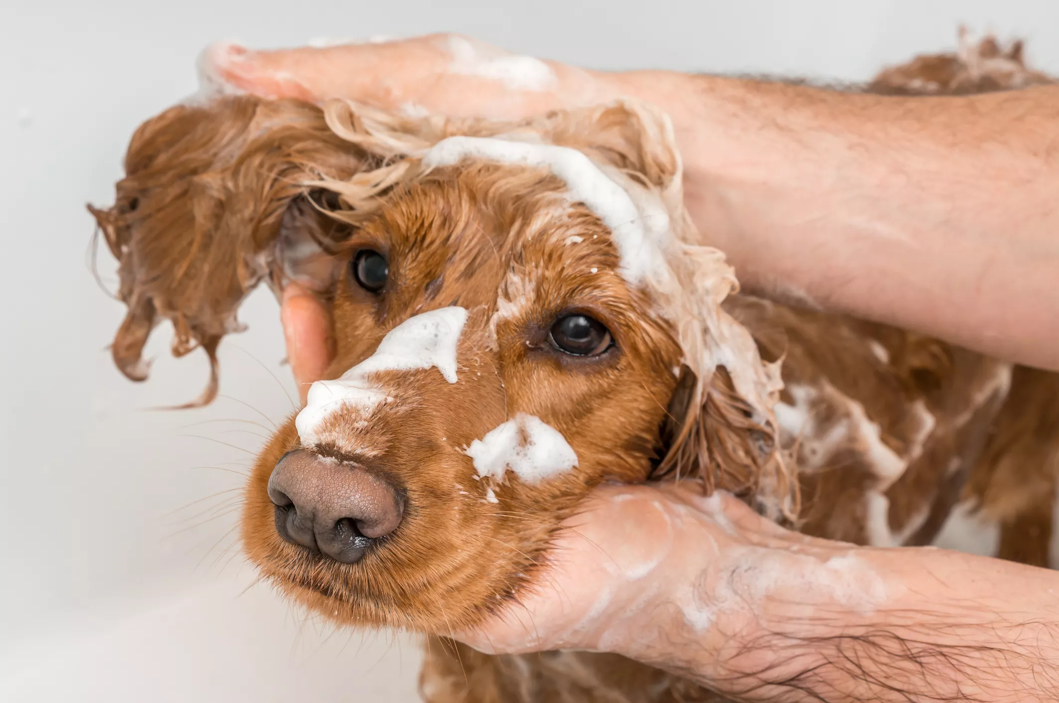 How Often Should You Wash Your Dog?