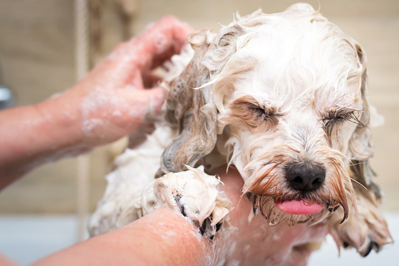 How to Give a Dog a Bath | ASPCA Pet Health Insurance