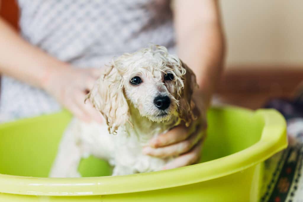 How to Give Your Poodle a Bath: A Step by Step Guide – Poodle Report